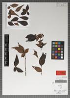 Syntype of Cotoneaster acuminatus Wall. ex Lindl. [family ROSACEAE]