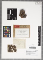 Type of Cephalozia stellulifera (Taylor ex Spruce) C. Massal. variety gracillima Douin [family CEPHALOZIACEAE]