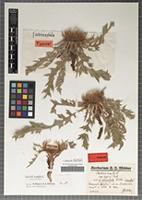 Holotype of Carlina acaulis L. forma ochrocephala Widder [family ASTERACEAE]