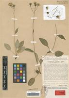 Type of Hieracium beauverdianum Besse & Zahn species laricicolum C. Bicknell & Zahn [family ASTERACEAE]