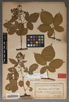 Lectotype of Rubus chaerophyllus Sagorski & W. Schultze [family ROSACEAE]
