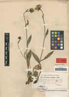 Type of Hieracium nigrescens Willd. subspecies canellipes Zahn [family ASTERACEAE]