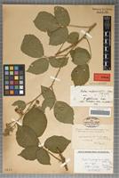 Isotype of Rubus scaturiginum Sabr. [family ROSACEAE]