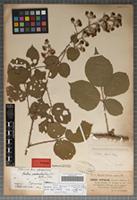 Syntype of Rubus epipsilos Focke [family ROSACEAE]