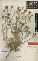 Type of Centaurea comperiana Steven [family ASTERACEAE]