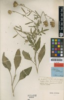 Type of Centaurea stereophylla Besser [family ASTERACEAE]