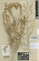 Type of Salsola paletzkiana Litv. 1922 [family AMARANTHACEAE]