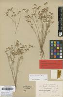 Lectotype of Juncus bufonius L. subsp. mogadorensis H.Lindb. [family JUNCACEAE]