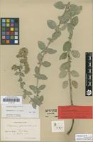 Isolectotype of Origanum pseudo-onites H.Lindb. [family LAMIACEAE]