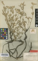 Syntype of Cyathula lanceolata Schinz var. scabrida Schinz [family AMARANTHACEAE]