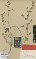 Lectotype of Lotus palustris Willd. var. villosissimus H.Lindb. [family FABACEAE]