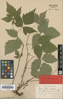 Lectotype of Rubus digeneus H.Lindb. [family ROSACEAE]