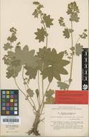 Lectotype of Alchemilla acutangula Buser var. adpressepilosa H.Lindb. [family ROSACEAE]