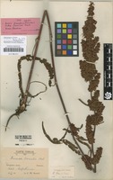 Syntype of Rumex pseudonatronatus (Borbás) Borbás ex Murb. subsp. fennicus Murb. [family POLYGONACEAE]