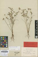 Isolectotype of Juncus bufonius L. subsp. mogadorensis H.Lindb. [family JUNCACEAE]