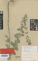 Lectotype of Origanum pseudo-onites H.Lindb. [family LAMIACEAE]