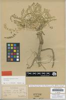 Holotype of Astragalus brotherusii Podlech [family FABACEAE]