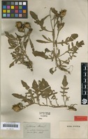 Type of Centaurea stevenii M.Bieb. [family ASTERACEAE]