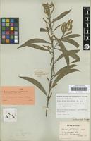 Type of Acacia cinerascens Sieber ex DC. 1825 [family FABACEAE]
