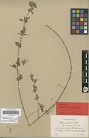 Isolectotype of Lotus palustris Willd. var. villosissimus H.Lindb. [family FABACEAE]