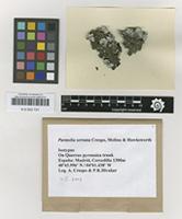 Isotype of Parmelia serrana A.Crespo, M.C.Molina & D.Hawksw. [family PARMELIACEAE]