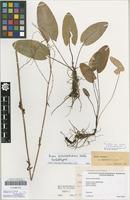 Isolectotype of Rumex fontanopaludosus Kalela 1940 [family POLYGONACEAE]