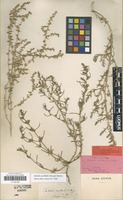 Isolectotype of Salsola mutica C.A.Mey. ex A.K.Becker [family AMARANTHACEAE]
