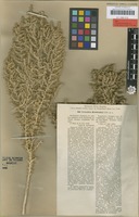 Type of Cornulaca korshinskyi Litv. [family AMARANTHACEAE]