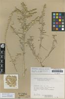 Holotype of Halothamnus afghanicus Kothe-Heinr. [family CHENOPODIACEAE]