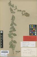 Isolectotype of Origanum pseudo-onites H.Lindb. [family LAMIACEAE]