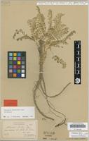 Isotype of Astragalus brotherusii Podlech [family FABACEAE]