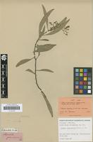 Isotype of Acacia penninervis Sieber ex DC. 1825 [family FABACEAE]