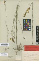 Lectotype of Linaria spartea (L.) Hoffmanns. & Link f. glandulosa H.Lindb. [family PLANTAGINACEAE]
