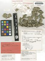 Isotype of Cladonia palmicola Ahti & Fleig 1995 [family CLADONIACEAE]