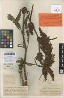 Syntype of Rumex pseudonatronatus (Borbás) Murb. subsp. fennicus Murb. [family POLYGONACEAE]