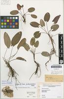 Syntype of Rumex fontanopaludosus Kalela 1940 [family POLYGONACEAE]
