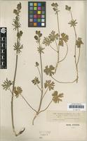 Type? of Aconitum rotundifolium Kar. & Kir. 1842 [family RANUNCULACEAE]