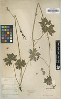 Original material of Aconitum ranunculoides Turcz. ex Ledeb. 1842 [family RANUNCULACEAE]