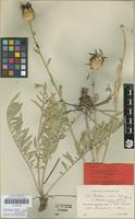 Lectotype of Centaurea incana Desf. var. hookeriana f. atropurpurea H.Lindb. [family ASTERACEAE]