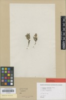 Type of Euclea undulata Thunb. [family EBENACEAE]