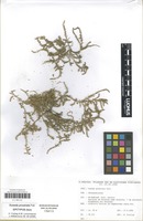 Isoepitype of Suaeda prostrata Pall. [family AMARANTHACEAE]