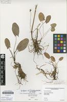 Syntype of Rumex fontanopaludosus Kalela 1940 [family POLYGONACEAE]