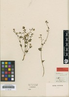 Original material of Cochlearia pyrenaica DC. [family BRASSICACEAE]