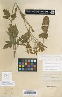 Isolectotype of Actinospora dahurica Turcz. ex Fisch. & C.A.Mey. [family RANUNCULACEAE]