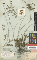 Type of Pyrethrum silaifolium Steven ex DC. [family ASTERACEAE]