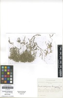Isotype of Suaeda tschujensis Lomon. & Freitag [family AMARANTHACEAE]