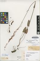 Lectotype of Rumex fontanopaludosus Kalela 1940 [family POLYGONACEAE]