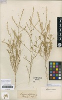 Original material of Corispermum filifolium C.A.Mey. ex A.K.Becker [family AMARANTHACEAE]