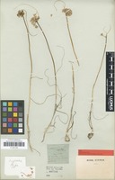 Type of Allium rupestre Steven [family AMARYLLIDACEAE]