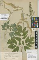 Isotype of Cimicifuga europaea Schipcz. [family RANUNCULACEAE]